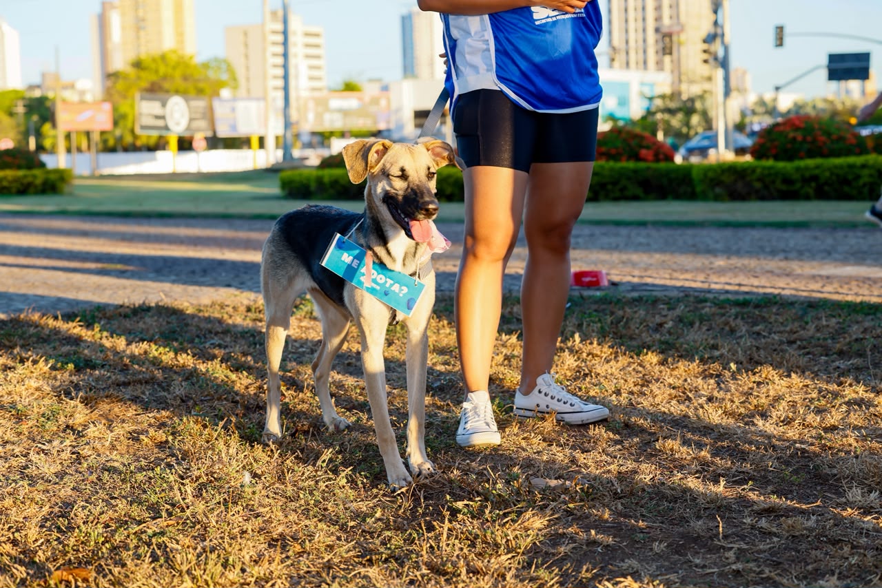 Dia Mundial do Cachorro reforça importância da adoção responsável em Palmas