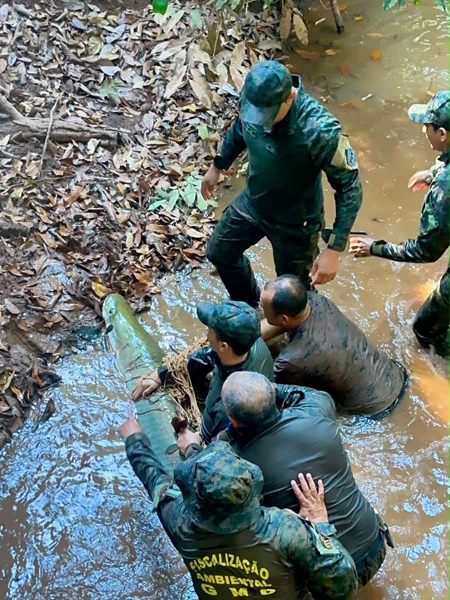 Guarda Metropolitana realiza manejo de peixes no Parque Cesamar