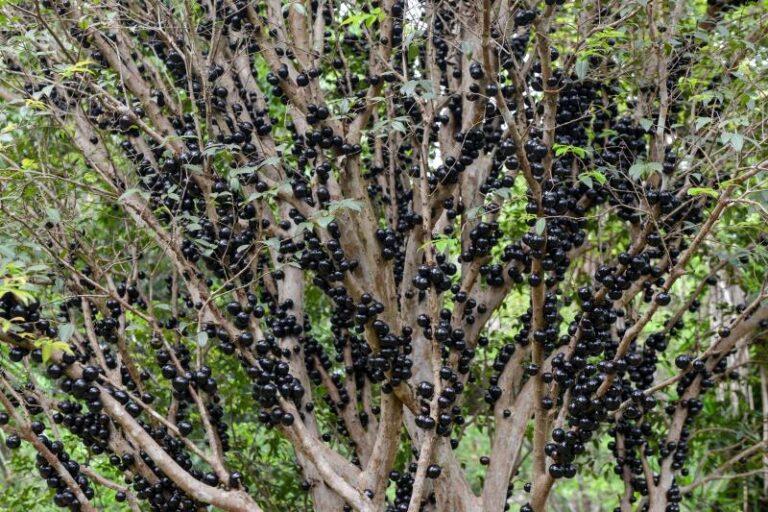 6ª edição da Festa da Jabuticaba tem data marcada e colheita inicia nesta sexta-feira, 8