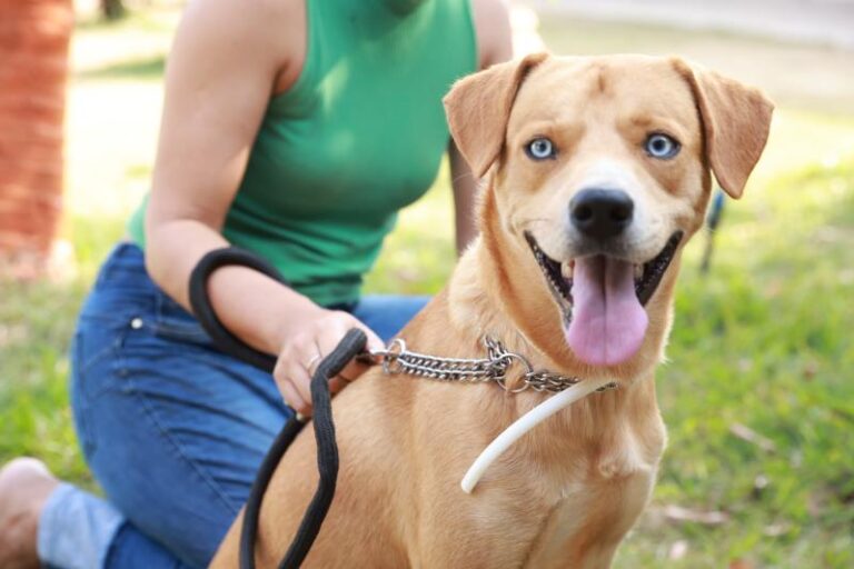 Semus promove ação de encoleiramento de cães na região norte e Jardim Taquari neste sábado, 9