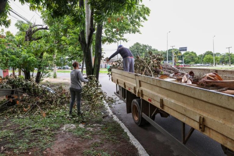 Município informa como solicitar recolhimento de galhadas