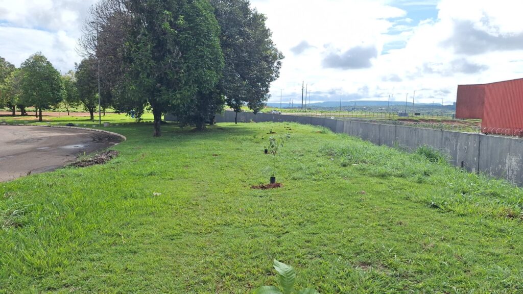 Mudas foram plantadas no entorno do Terminal Rodoviário de Palmas - Foto: Divulgação