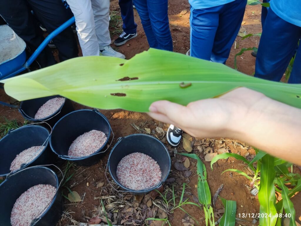 Controle de pragas e adubação estão entre cuidados prestados ao plantio - Foto: Divulgação