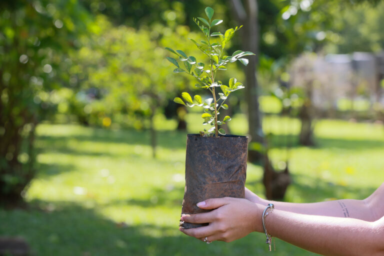 Fundação de Meio Ambiente realiza doação de mudas no Viveiro Municipal Horto Florestal de Palmas