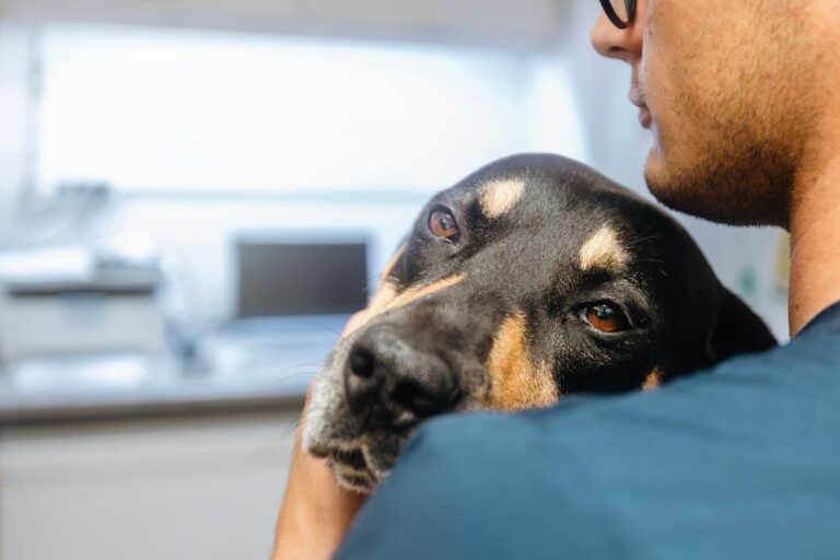 Prefeitura de Palmas alerta para prevenção de doenças gastrointestinais em animais durante o Março Azul-Marinho